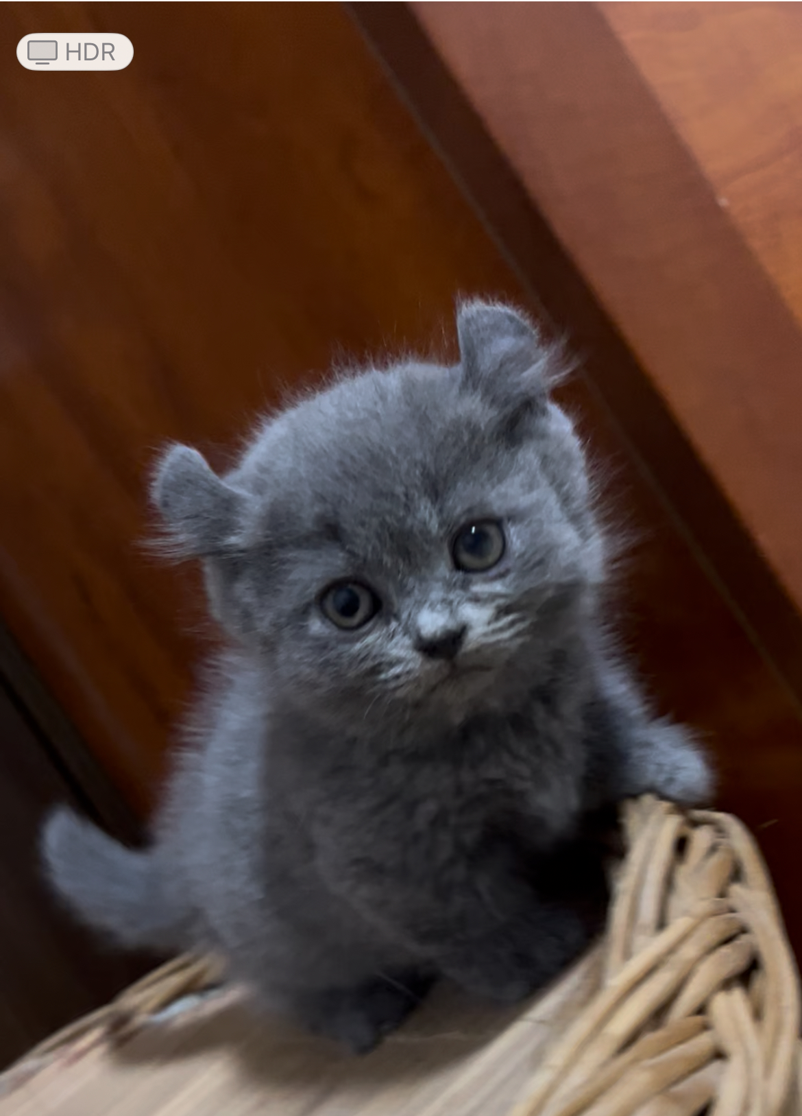 卷耳矮脚蓝猫  蓝猫曼基康